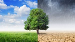 Lee más sobre el artículo ENGAÑO, FRAUDE Y ECOCIDIO EN LA CUMBRE DEL CLIMA DE PARÍS (y II)