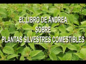 Lee más sobre el artículo El libro de Andrea sobre plantas silvestres comestibles