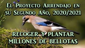 Lee más sobre el artículo El Proyecto Arrendajo en su Segundo Año, 2020/20211