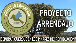 Lee más sobre el artículo Proyecto Arrendajo: Sembrar quercus en los pinares de «repoblación».